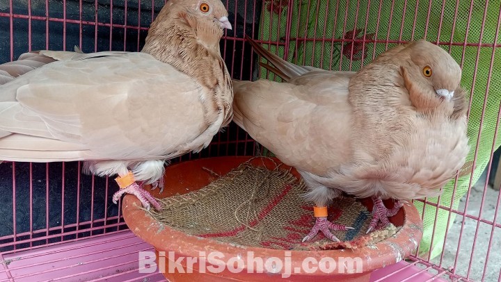 Chinese Owl pigeon